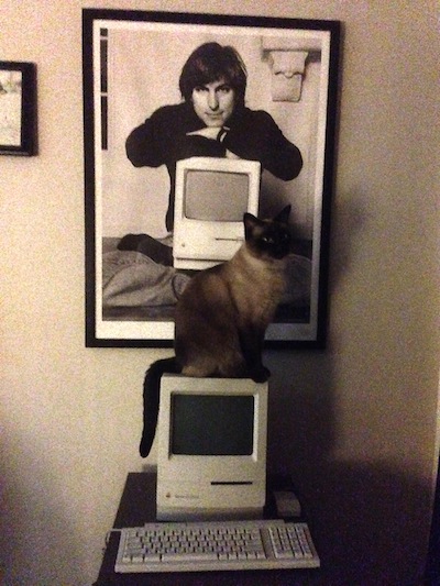 Cat-on-Mac