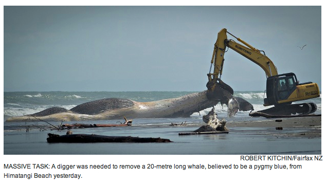 Whale of a fishing tale | Stuff.co.nz